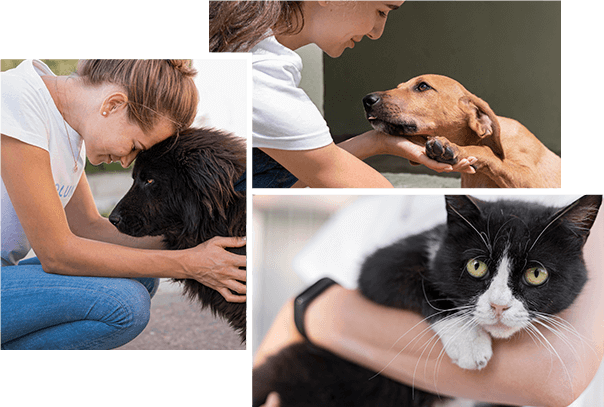 Become a Doggie Rescue Life Saver