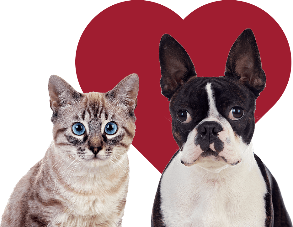 Doggie-Rescure-Become-a-Volunteer-heart (1)