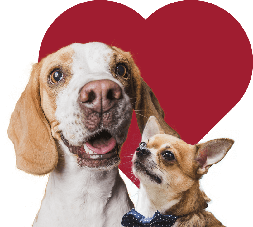 Heart Banner Doggies Rescue 1 (1)
