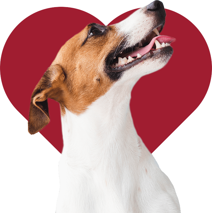 doggie rescue contact (1)