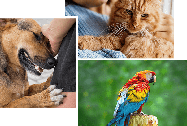 The Cottage Animal Hospital (1)