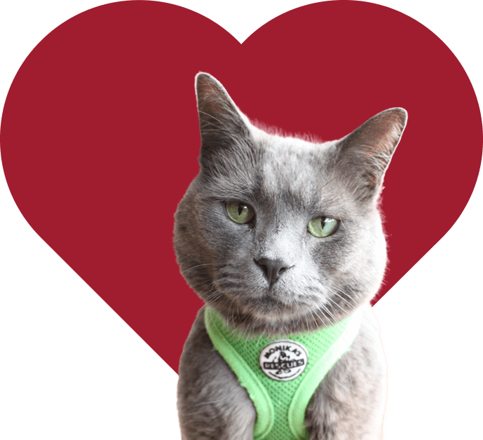 Heart Banner Cats Individual