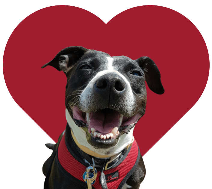 Heart Banner Individual Dog