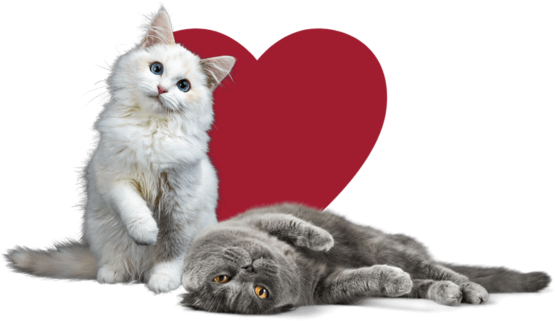 Doggie Monika Adopt a Cat(1)