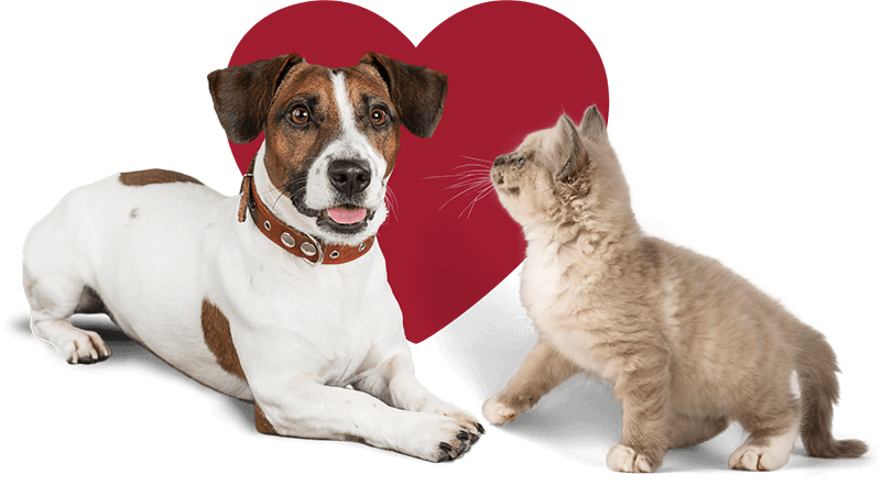 Doggie Monika Adopt a Dog Cat(1)