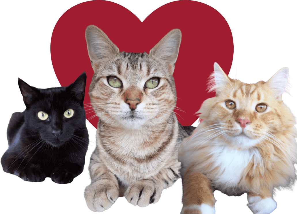 Doggie Monika Banner 09