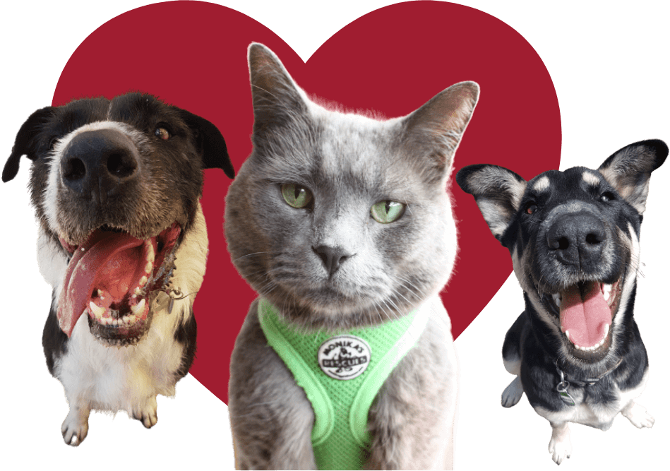 Doggie Monika Banner 123