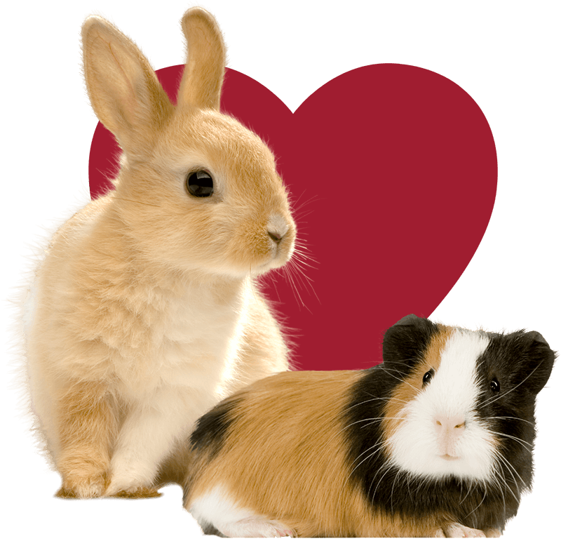 Doggie Monika Banner Rabbit and Guinea Pig Banner