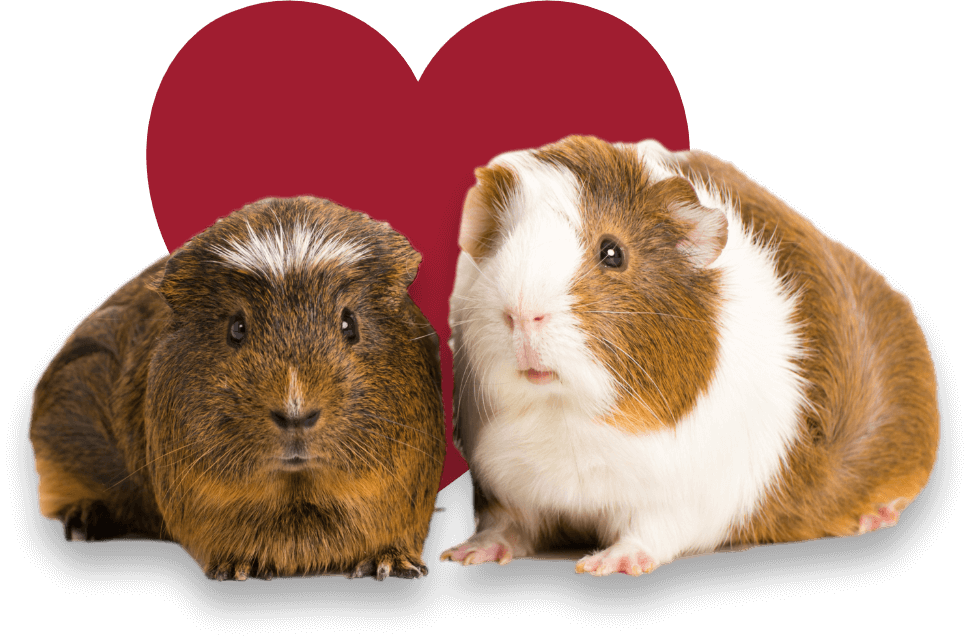 Doggie Monika Banners Guinea Pig(1)