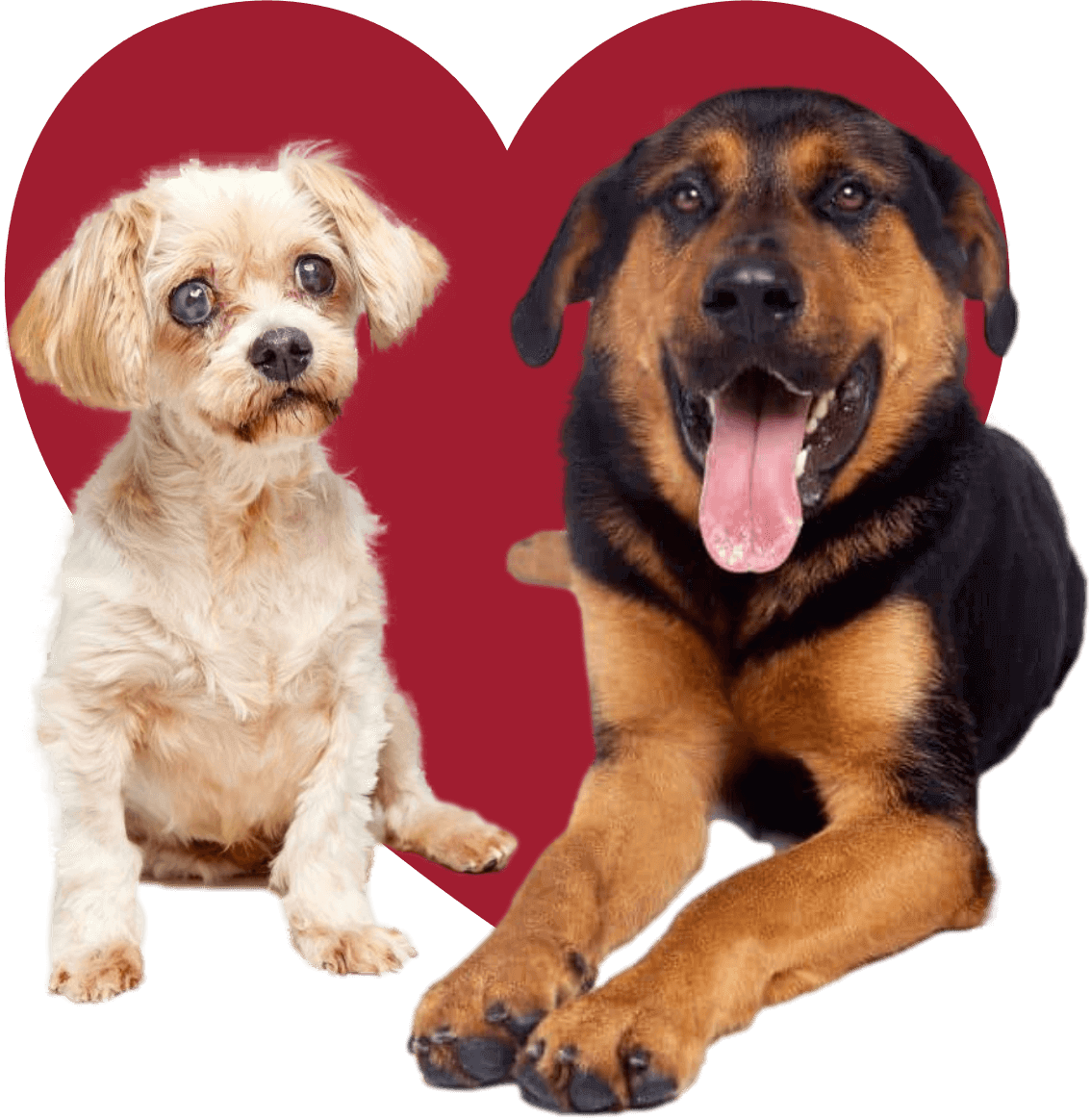 Monika Doggie Rescue Adopt a Dog