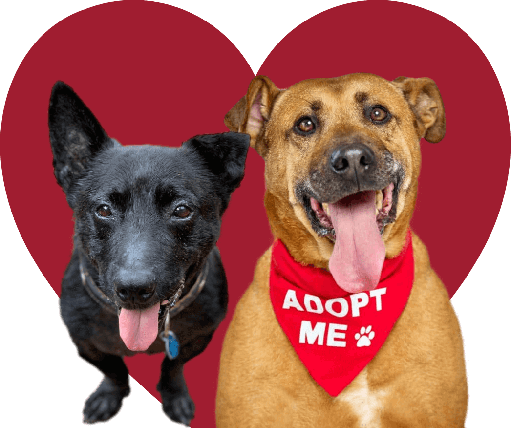 Monikas Doggie Rescue Adopt a Dog (2)