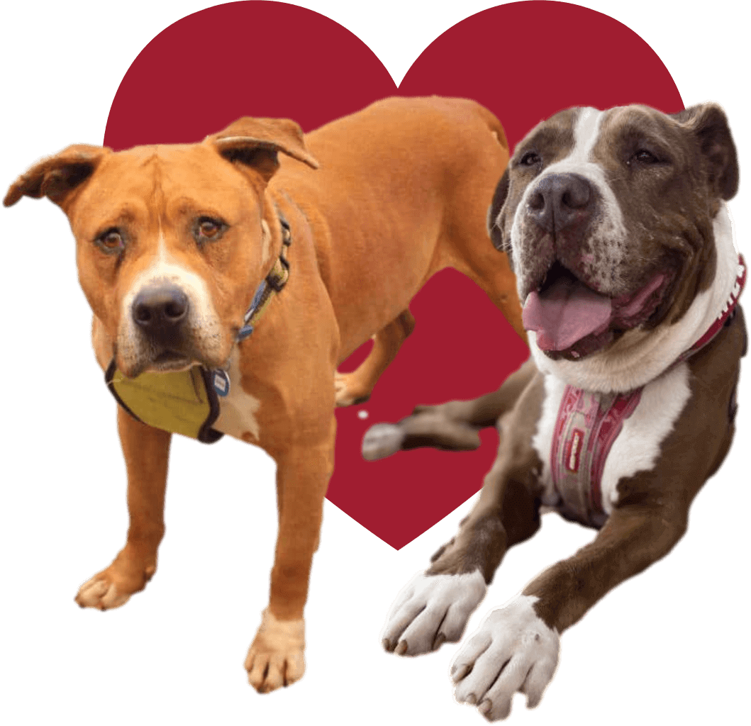 Monikas Doggie Rescue Adopt a Dog (3)