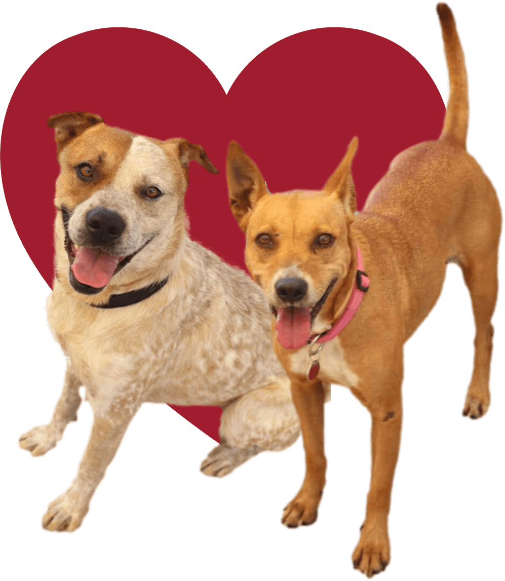 Monikas Doggie Rescue Adopt a Dog (4)