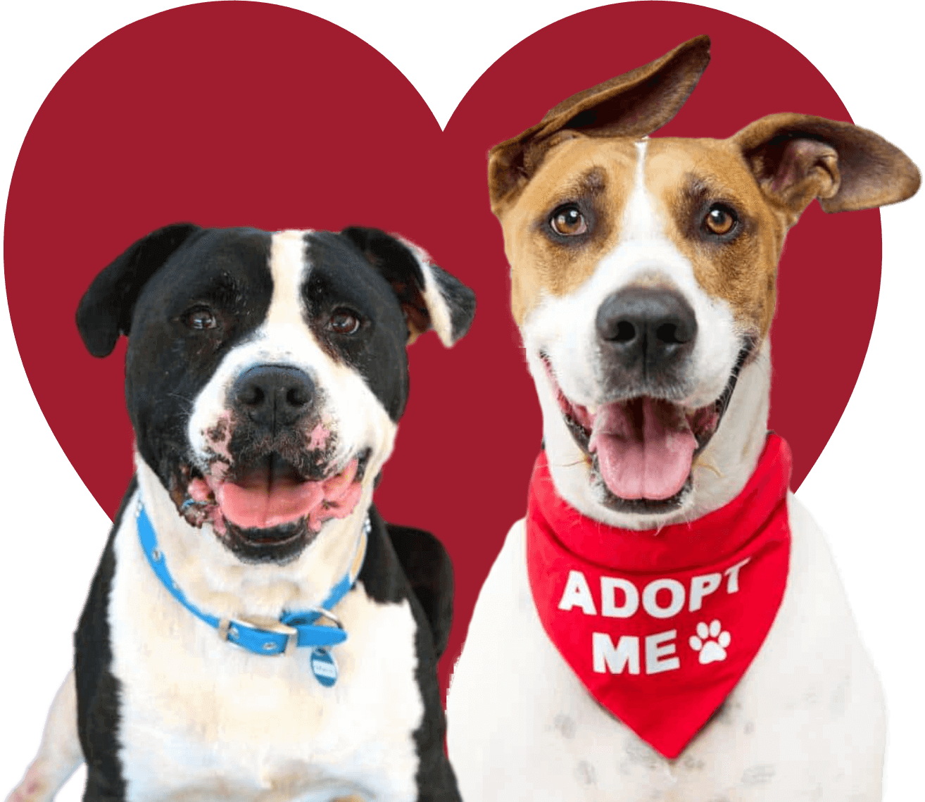 Monikas Doggie Rescue Adopt a Dog (7)