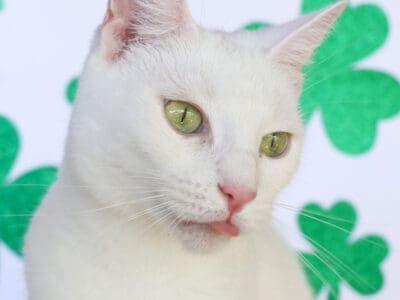 Emerald (9)