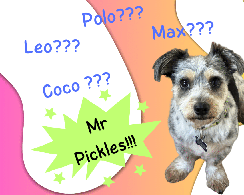 Pawsitively Personalised-2