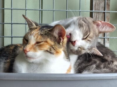 Ariel and Sebastian2