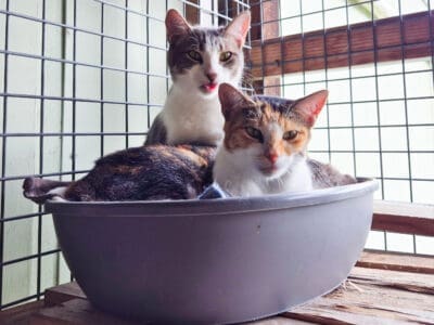 Ariel and Sebastian6