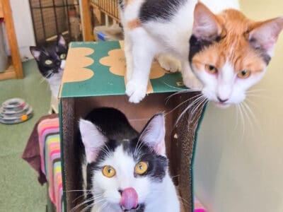 Playtime for Uma &amp; Carlos