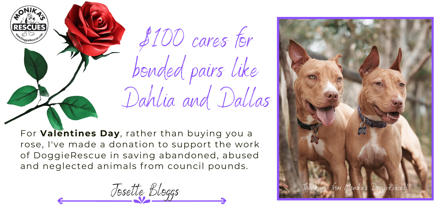 Valentines Day $100 dog
