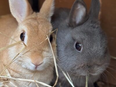 buzz and woody - Copy