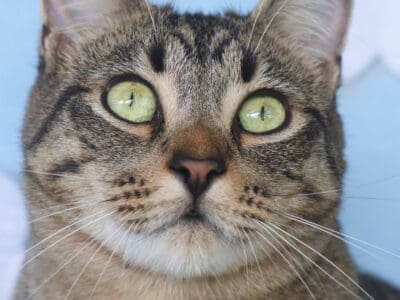 Rajah (1)