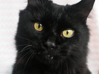 Salem (12)