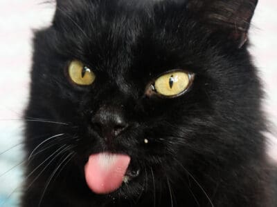 Salem (15)