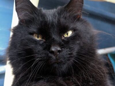 Salem (20)