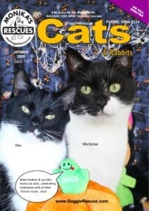 DR Cats October 25 DR Cats October 25