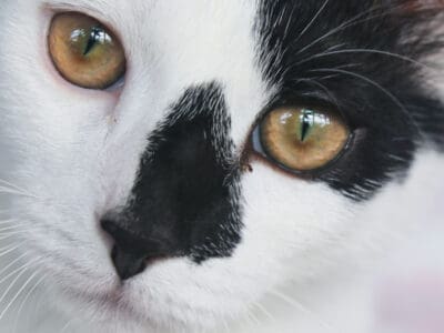 Casper (3)