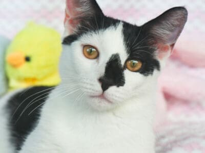 Casper (5)
