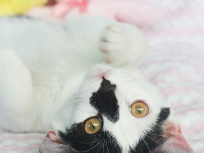 Casper (6)