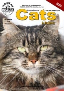 DR Cats Mag Nov 2025