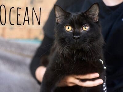 OceanFB - female 6 months