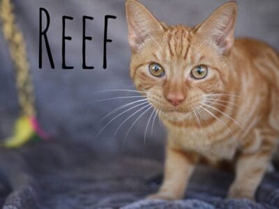 ReefFB - male 6 months