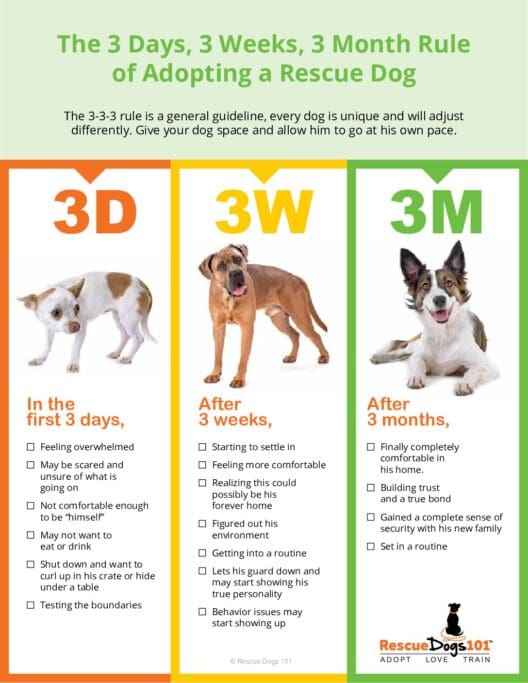Adopting-Dogs-333-Rule