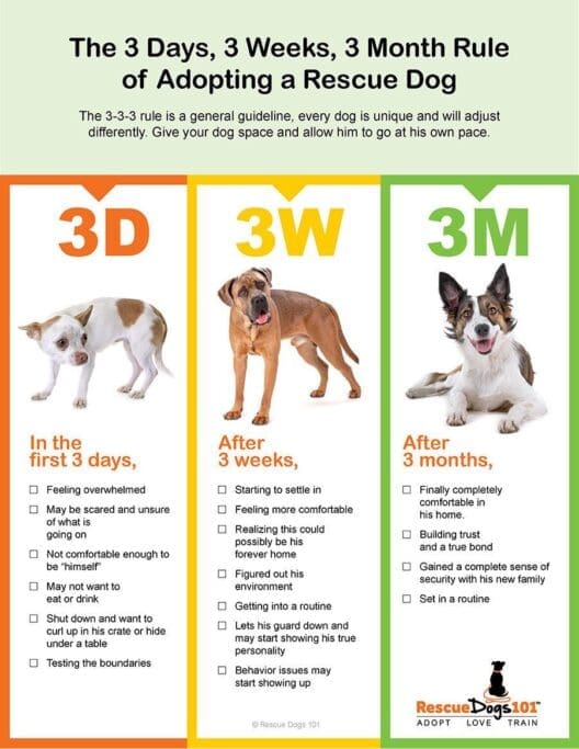 RescueDogs101_3-3-3-rule_900