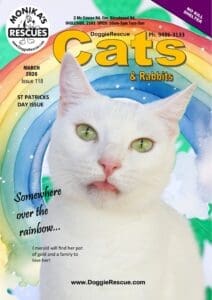 DR Cats Mag Mar 2026