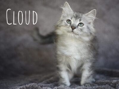 Cloud male 11 weeksFB