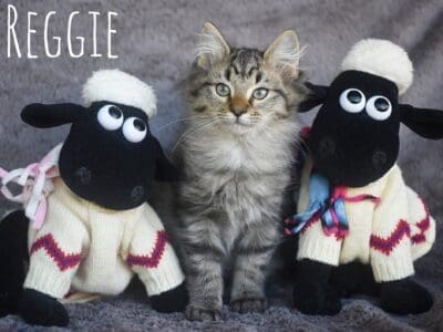 Reggie male 11 weeks FB