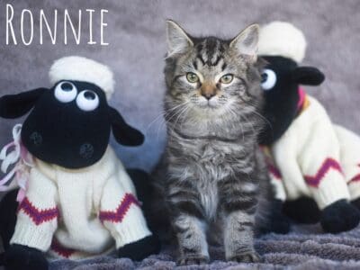 Ronnie - female 11 weeksFB