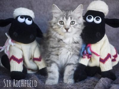 Sir Richfield - male 11 weeks FB