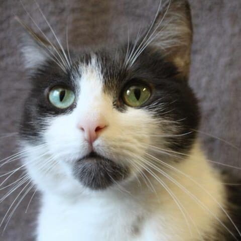 03 15f81b4c21325d_Athena3