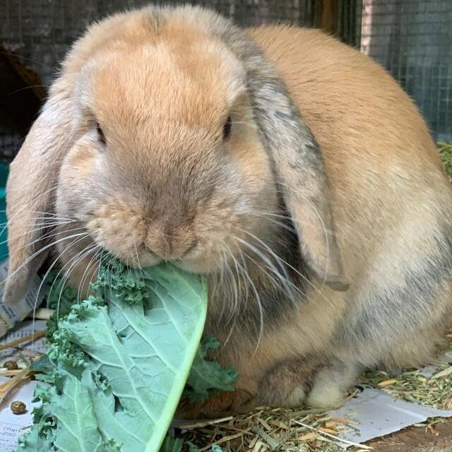 15fa248b385516_toffee