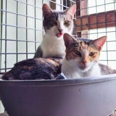 Ariel and Sebastian6