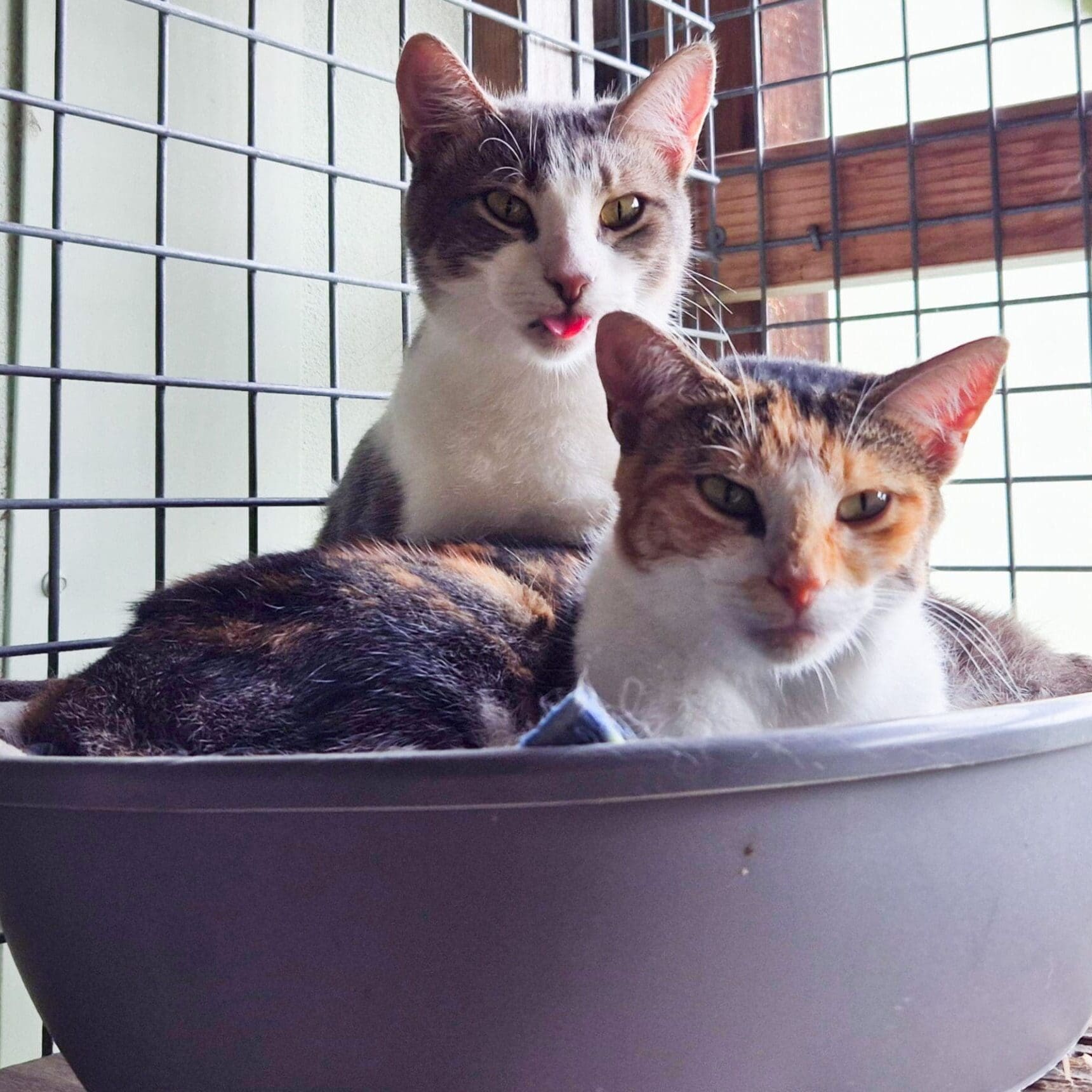 Ariel and Sebastian6