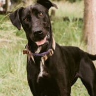 Beau