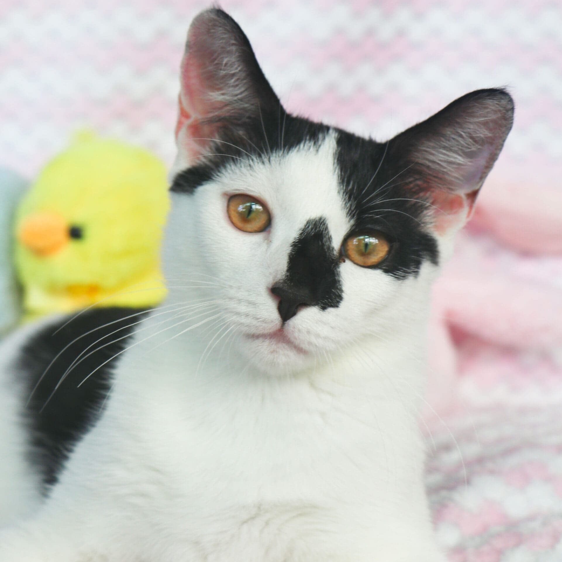 Casper (5)