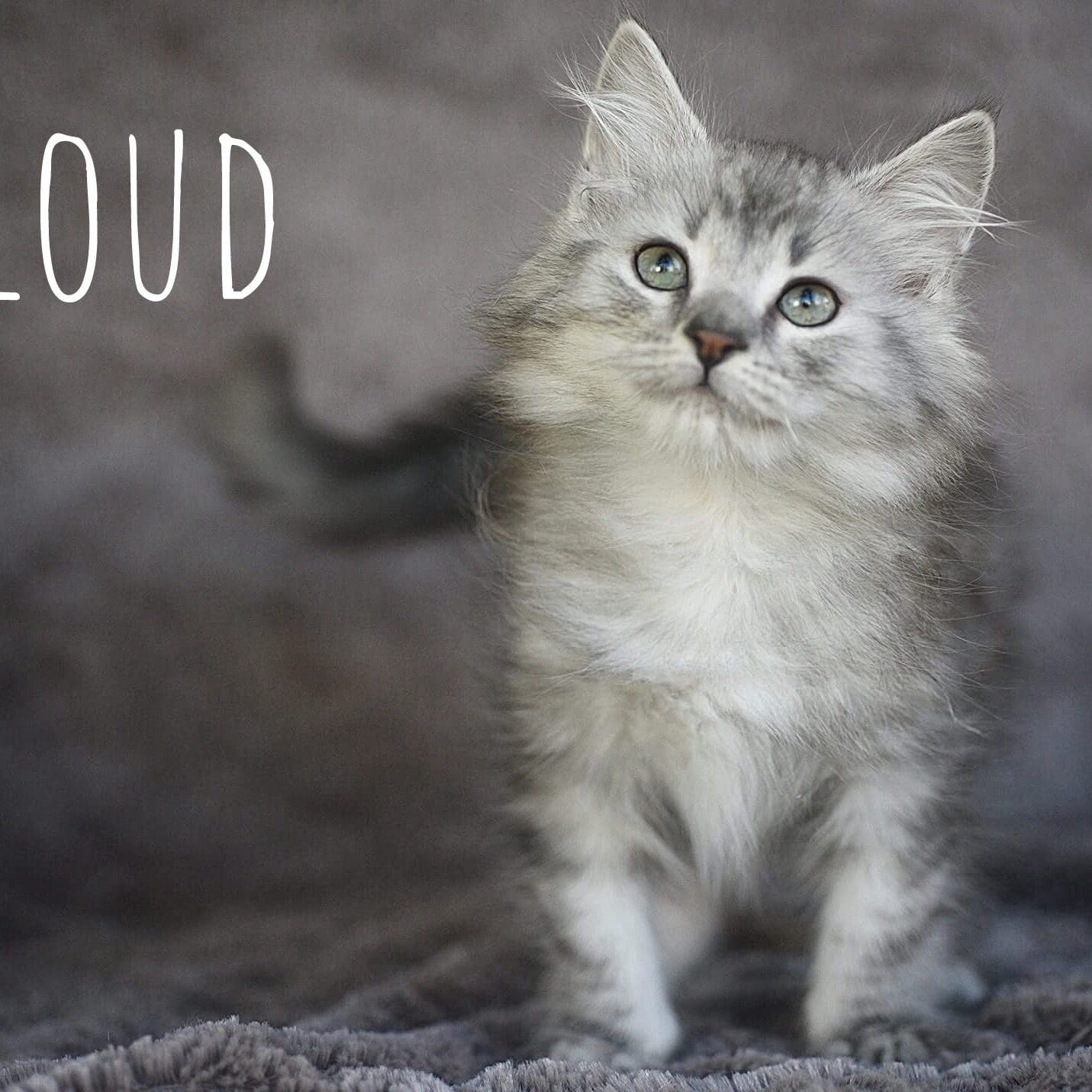 Cloud male 11 weeksFB
